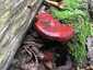 Pecsétviaszgomba (Ganoderma lucidum), Őrség